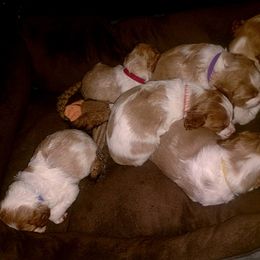 Brittany Puppies from Tommie Dahl