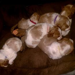 Brittany Puppies from Tommie Dahl