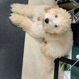 Goldendoodle Puppies from Stone Hearth Doodles