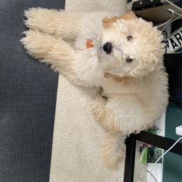 Goldendoodle Puppies from Stone Hearth Doodles
