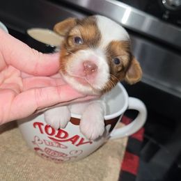 Kitkat - Chocolate, tan and white female Yorkshire Terrier puppy in Lakeland, Florida from You Me & The Yorkies