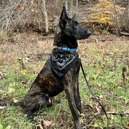 Asarel  - Dutch Shepherd