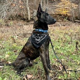 Asarel  - Dutch Shepherd
