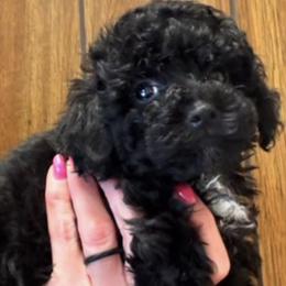 Johnny SMALL - Black male Poodle puppy in Orlando, Florida from Denise’s Puppies