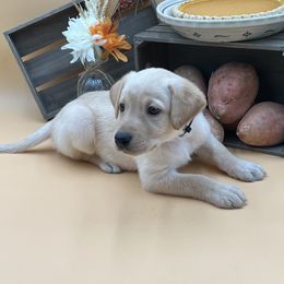 Black - Yellow male Labrador Retriever puppy in Heath Springs, South Carolina from Rich Hill Retrievers