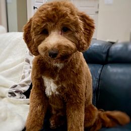Tulip 🌷 - Goldendoodle