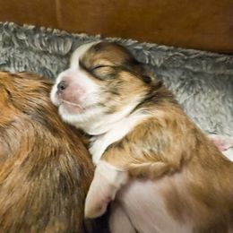 Lhasa Apso Puppies from Luv-N-Laughter Lhasa Apsos