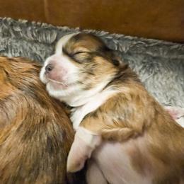 Lhasa Apso Puppies from Luv-N-Laughter Lhasa Apsos