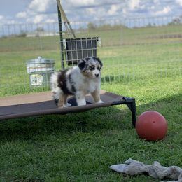 Australian Shepherd Puppies from Integrity Australian Shepherds