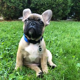 French Bulldog and Nova Scotia Duck Tolling Retriever Puppies from Folklore Den