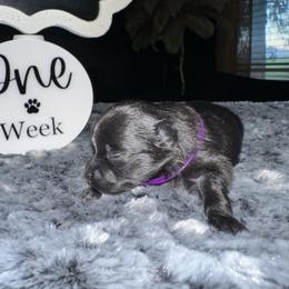 Violet - Black female Pomeranian puppy in Scio, Oregon from Mac Daddy Poms