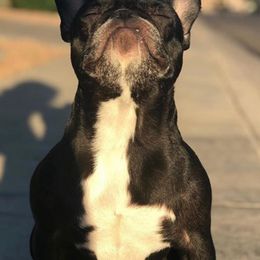 French Bulldogs from FrenchKissFrenchiez