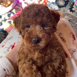 Goldendoodle and Maltipoo Puppies from Jessica's Maltipoo and Goldendoodle