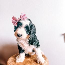 Sunflower Yellow Collar - Black and white female Sheepadoodle puppy in Republic, Missouri from DOOD & Co