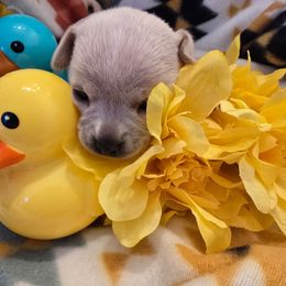 Angel - Cream and white female Chihuahua puppy in Fallon, Nevada from Blue Chihuahuas of Nevada