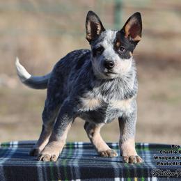 Charlie Boy 3 - Blue speckled male Australian Cattle Dog puppy in Point, Texas from Lakylu Kennels