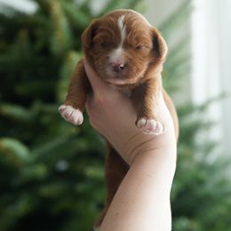Lilly - Red  female Goldendoodle puppy in Vancouver, Washington from Blissful Doodles
