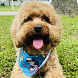 Nala - Australian Labradoodle