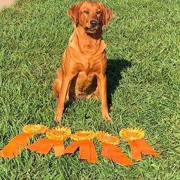 Dixie - Labrador Retriever