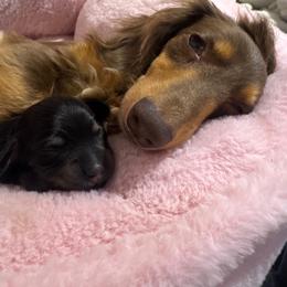 Girl 1 - Black and tan female Dachshund puppy in Clewiston, Florida from Redlands Farm