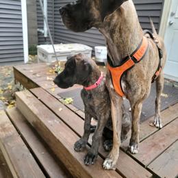 Great Dane Puppies from Andrea Aldrich's Great Danes