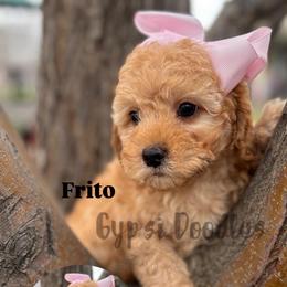 Frito - Red female Cavapoo puppy in Herriman, Utah from Gypsi Doodles & Poodles LLC.