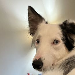 Border Collies from Spotted Feather Farm