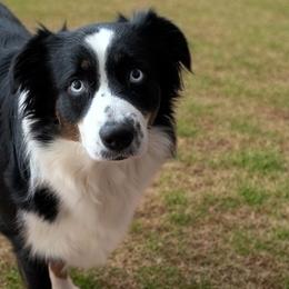 Akira - Australian Shepherd