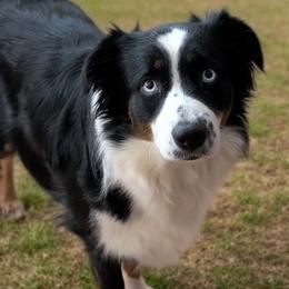 Akira - Australian Shepherd