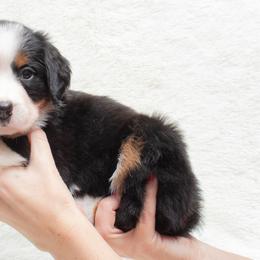 Bernese Mountain Dog Puppies from Berner Dynasty