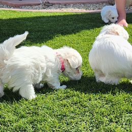 Maltese Puppies from Arizona Maltese Gems