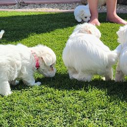 Maltese Puppies from Arizona Maltese Gems
