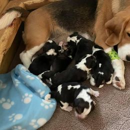 Beagle Puppies from Knockhill Beagles