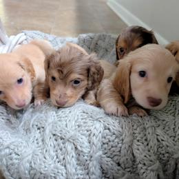 Dachshund Puppies from Goldie Girls Ranch Dachshunds