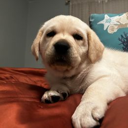 Labrador Retriever Puppies from Suebel Labradors South