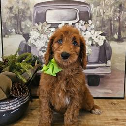 Lime green female - Red  female Goldendoodle puppy in Haughton, Louisiana from Bailey’s Cajun Canines