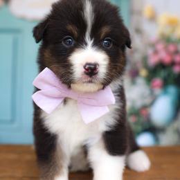 Jasmine - Black tri-color female Australian Shepherd puppy in Georgetown, Texas from River Reign Australian Shepherds