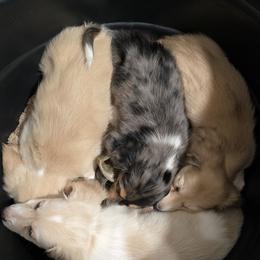 Dachshund Puppies from Mel's LowRider Ranch