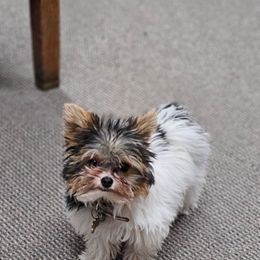 Yorkshire Terrier Puppies from Fall River Yorkies