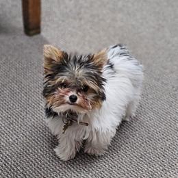 Yorkshire Terrier Puppies from Fall River Yorkies