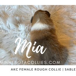 Mia - Sable and white female Collie puppy in Plato, Minnesota from Minnesota Collies