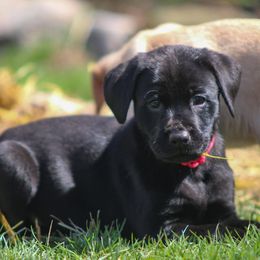 Labrador Retrievers from As You Wish Retrievers