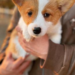 Pembroke Welsh Corgi Puppies from Gotta Chase Em All Corgis