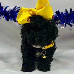 Rose - Black female Poodle puppy in Lancaster, Missouri from Cavapoo Acres