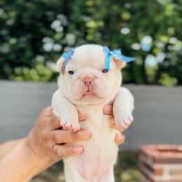 French Bulldog and Shih Tzu Puppies from Puppy Paper House