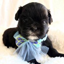 Billy - Black male Shih Tzu puppy in Hemet, California from Aloha Shih Tzu