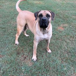 Perro de Presa Canario puppies from Stephanie Ruiz