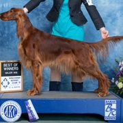Mabel - Irish Setter