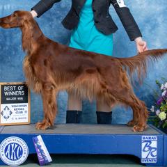 Mabel - Irish Setter