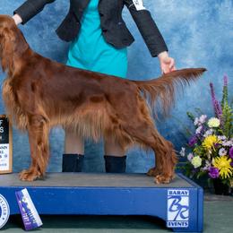 Mabel - Irish Setter